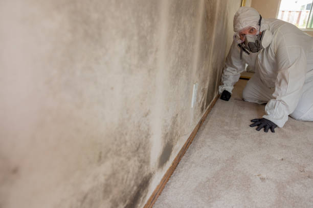 Best Comprehensive Air Testing for Mold Contaminants  in Midway, AR
